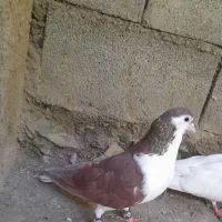 کفتر ساده .خال
