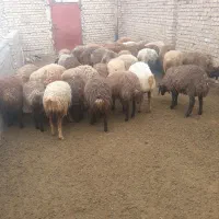 بره‌|حیوانات مزرعه|نورآباد, |دیوار