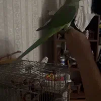 شاه طوطی نر رام ۶ ماهه