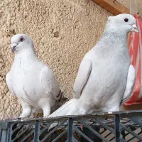 کفتریاکبوترشامی تنه دارزیباباب جوجه کشی