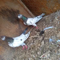 ۲۱ عدد کبوتر پرشی معاوضه با لاری یا سگ