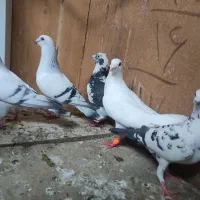 کفتر