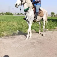 اسب مادیان ترکمن