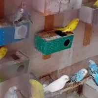 مرغ عشق