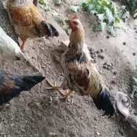 3 عدد خروس سالم