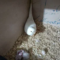 عروس آلبینو نر