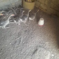 جوجه بت