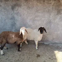 کاور.شک. ورک .گوسفند