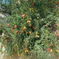 جویای کار سرایداری در استان دماوند