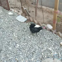 مرغ گلین لری