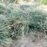 علف خشک