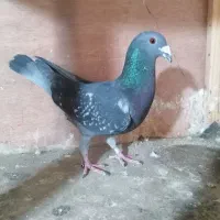 کفتر پلاکی مسافتی، تیدی پاکستانی، کفتر تهرانی