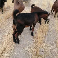 کهره|حیوانات مزرعه|نورآباد ممسنی, |دیوار