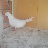 گبوتر