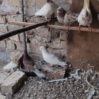 کفتر|پرنده|ساوه, |دیوار