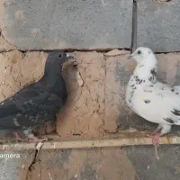 دو تاکفتر ماده