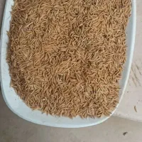 بذر شالی فجر 90روزه