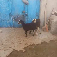 بره ماده کله سفید پلنگی