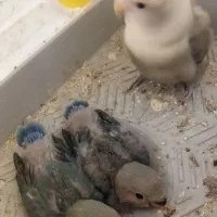 2عدد جوجه کوتوله برزیلی معاوضه با عروس
