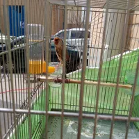 دورگ سهره قناری