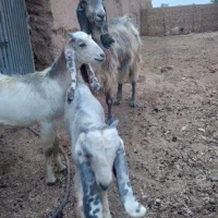 بزافغانی جوان فروشی