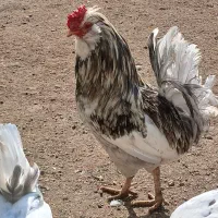 خروس گلین طوسی