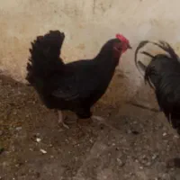 خروس و مرغ سیاه