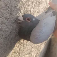 ماده مینا سبز