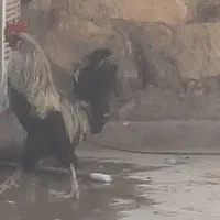 خروس