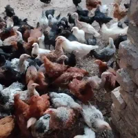 جوجه مرغ