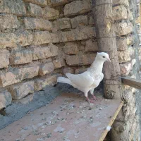 یک عدد طوقی کرم ماده کرمانشاهی