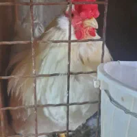 خروس گلین