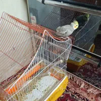 عروس هلندی