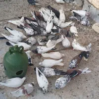 کفتر نر ماده  کله دار   خوش رنگ  کاکلی  یکجا یکجا