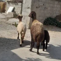 یک راس گوسفند بره دار جوان ویک راس بره چاق