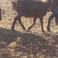 بره