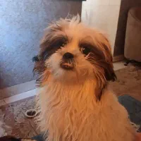 سگ نژاد شیتزو سوپر فلت ، تری کالر