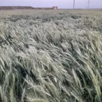 گندم پیشگام
