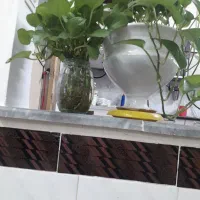 گل پتوس شاخه ای ۱۳هزار تومان