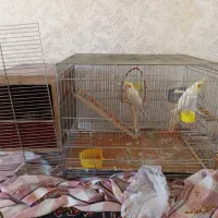 عروس هلندی