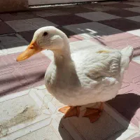اردک بالغ