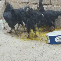 مرغ و خروس