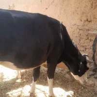 گوساله ماده سیمینتال چاق بره نر و ماده داشتی سبک