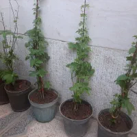 گل پیچک سوئدی و ناز آفتابی