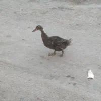 اردک