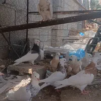 فروش کبوتر درجه یک
