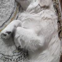 سگ فروشی اروم