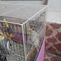 جفت عروس هلندی خوش آواز