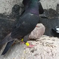 تیپ نر بازی