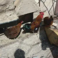 مرغو خروس امسالی